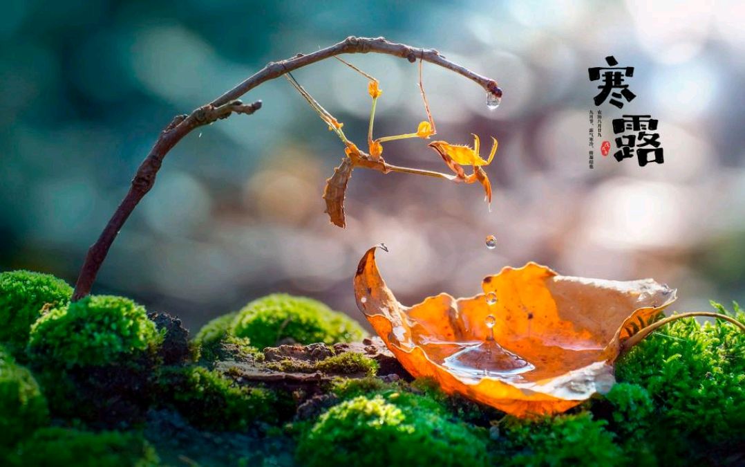 运动|马上到寒露,阳气渐弱?若能做到3件事,守住阳气,冬天或少生病