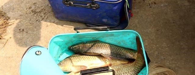 江苏省|江苏一河边水泵吸入大量河鱼，钓鱼人：我一个月也钓不到这么多