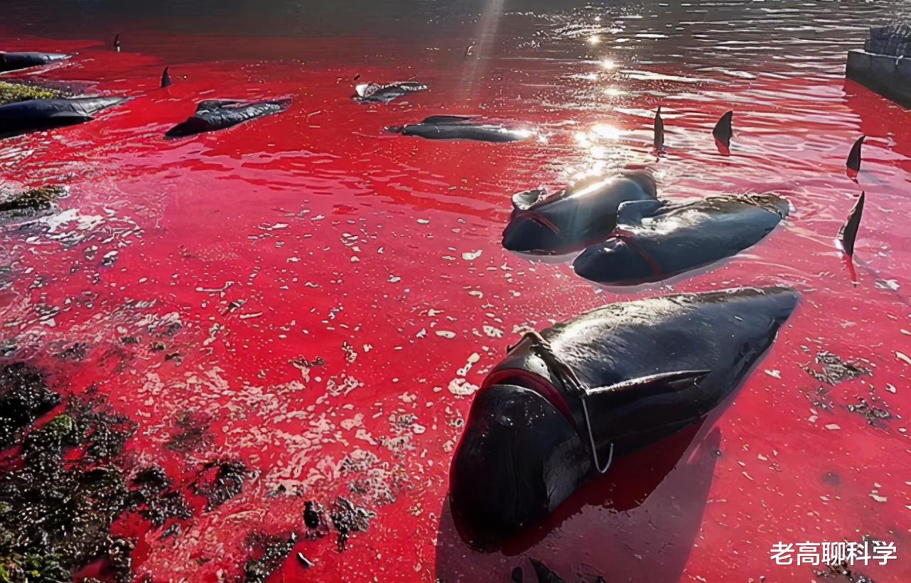 175頭！丹麥獵殺鯨魚，海水變血水，竟舔著臉不讓中國人吃海鮮！-圖3