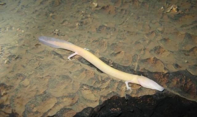 微生物 除了“交配”之外,其余的时间都不动,“洞螈”是真的懒