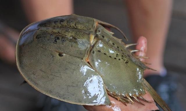 阿尔茨海默病|鲎海洋中的活化石,鲎身上流淌着一种十分珍奇的血液