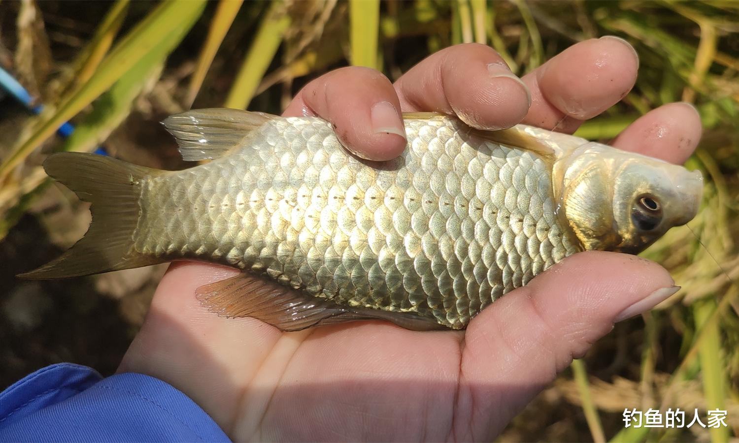 饵料|河沟草洞钓鱼，野钓20多条鲫鱼，熬汤绝对是上等的补品