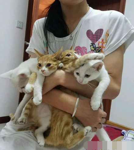 女子小摊上用100块买了4只猫,抱回家后,瞬间感觉智商掉线了
