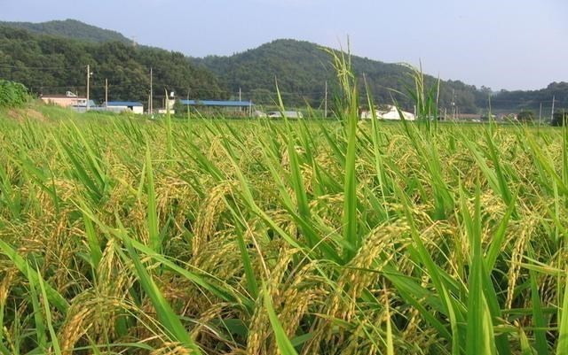 二氧化碳 世界首例，我国突破二氧化碳合成淀粉技术，空气或也能成粮食来源