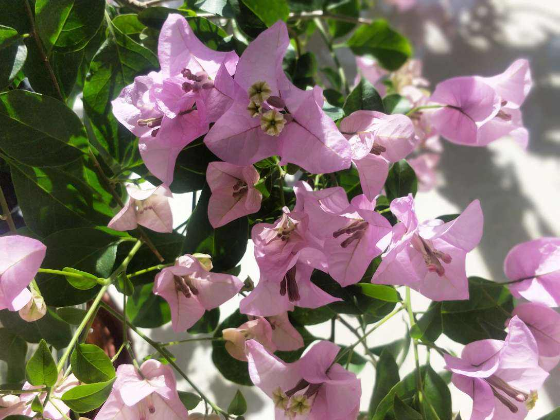 花百科 6个三角梅勤花品种,养好1棵就能开爆,一开花就成“摇钱树”