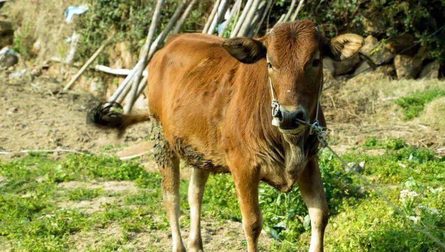 科学家 为什么牛被宰杀时会流泪?科学家:其实它也和人一样是有感情的