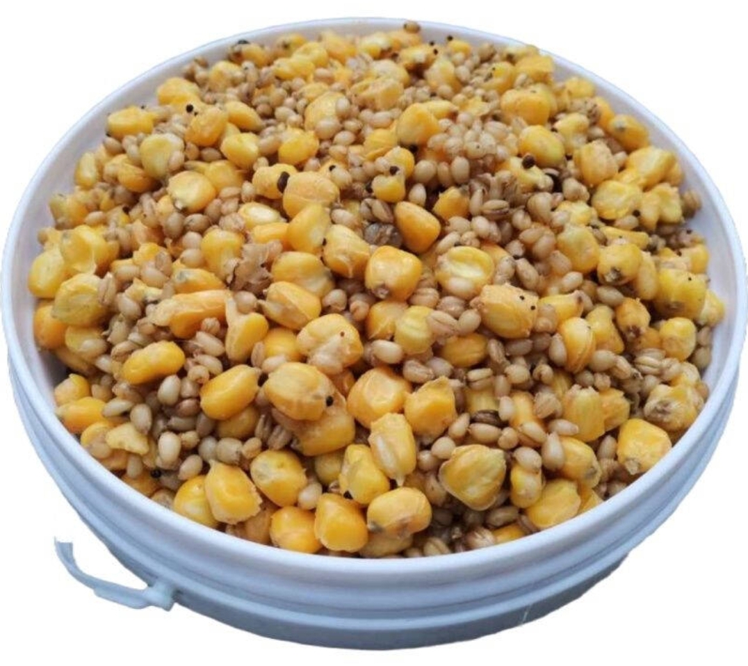 |分享几款垂钓大鲤鱼的天然饵料，大物争着吃