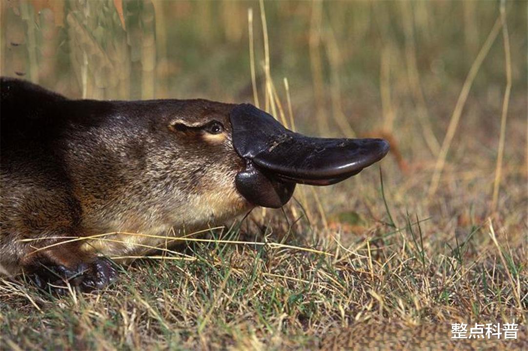 鸭嘴兽 拥有10条性染色体，理论上有25种性别，鸭嘴兽为何如此古怪？