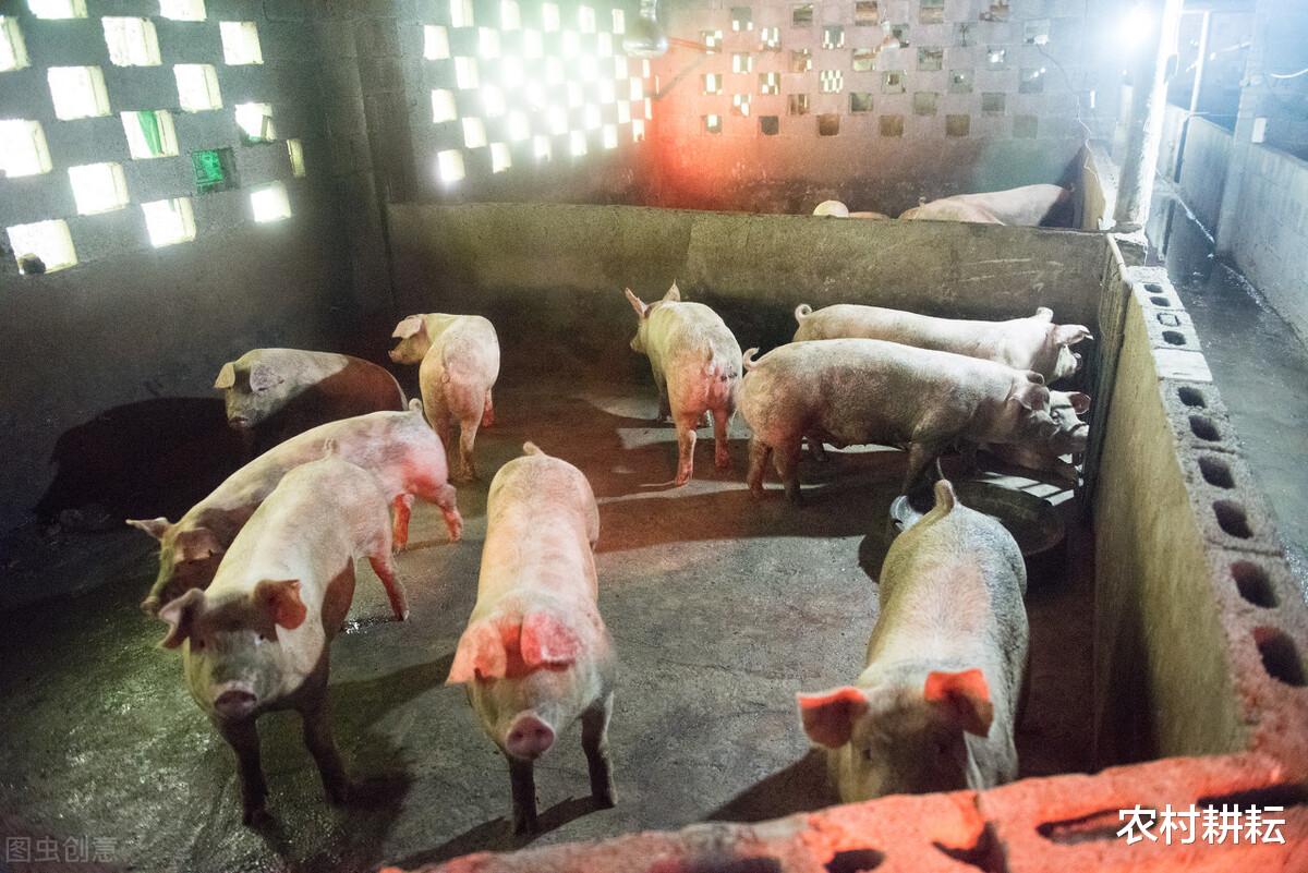 生猪价格 猪价惨跌13.37元，更有四个利空消息到来，猪价要崩盘？