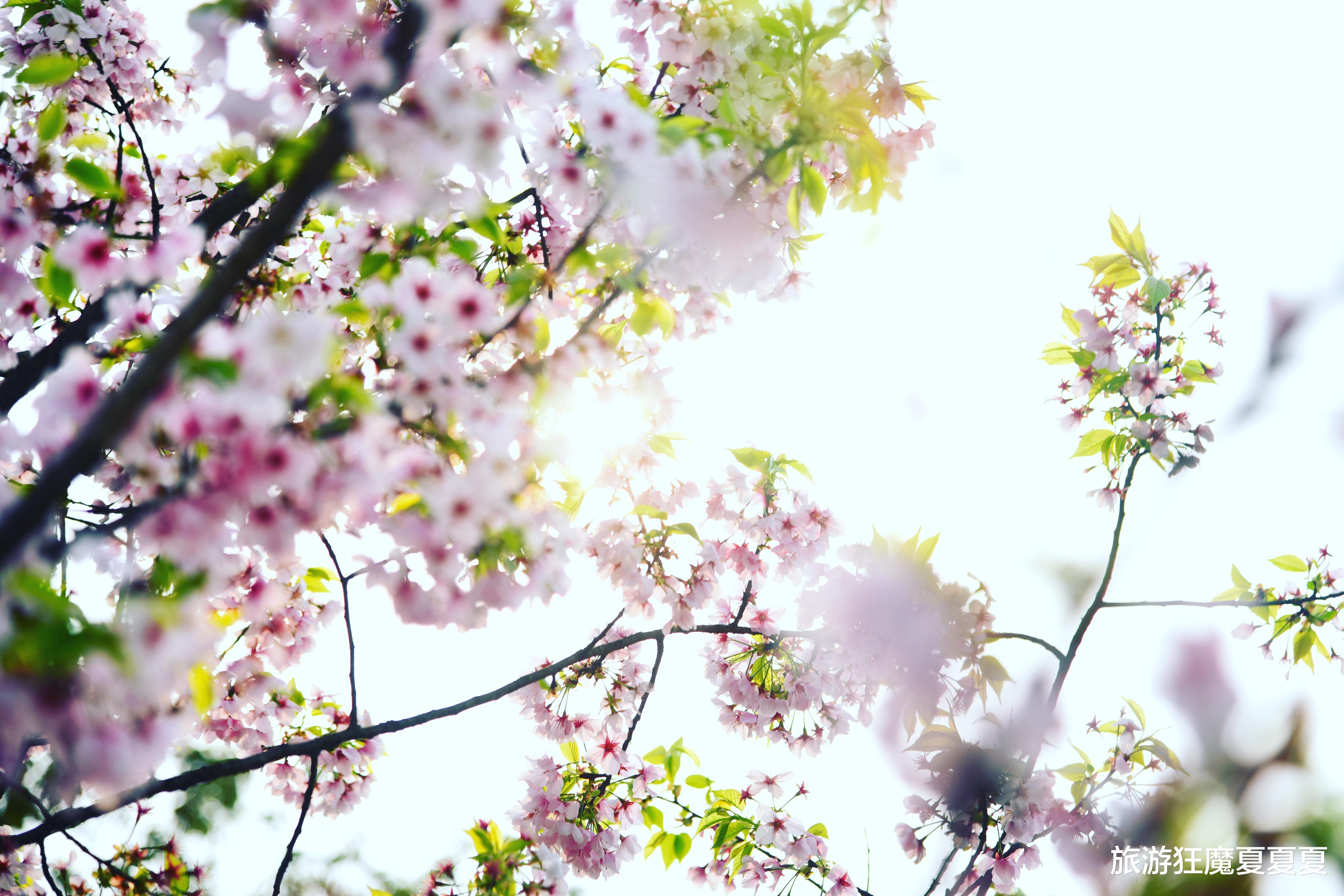 湖南 川南最大的樱花谷，万余株樱花竞相开放，好多泸州本地人都不知晓