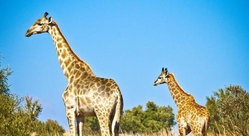 北斗导航 松鼠有“失忆症”?15个关于动物的冷知识,真实存在且很有趣!