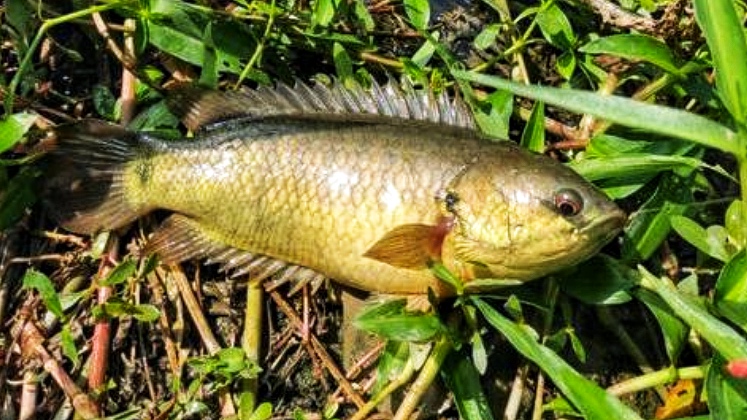 小辣椒体汇 广西柳州河沟里的巴毛鱼因气温回升大量繁殖，钓鱼人：最怕钩到它
