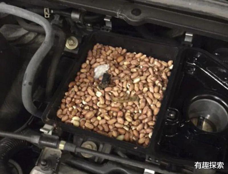 dpp|冬天还怎么过!松鼠辛苦攒的140斤核桃全没了,食物为何藏车里?