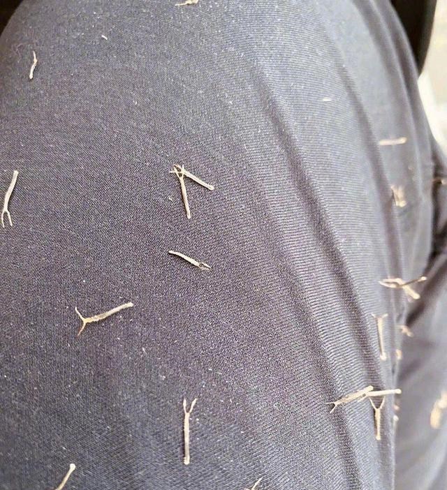 童书小窝|这些是我们在野外最怕遇见的草,每一种都让人抓狂,但却都是中药