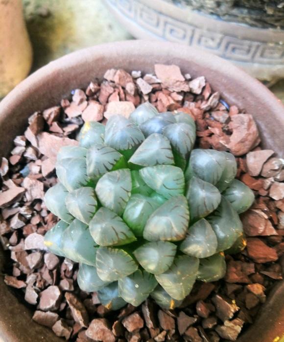 向阳园艺|养玉露，不同于养景天，所属科目不同，玉露对水的需求更高