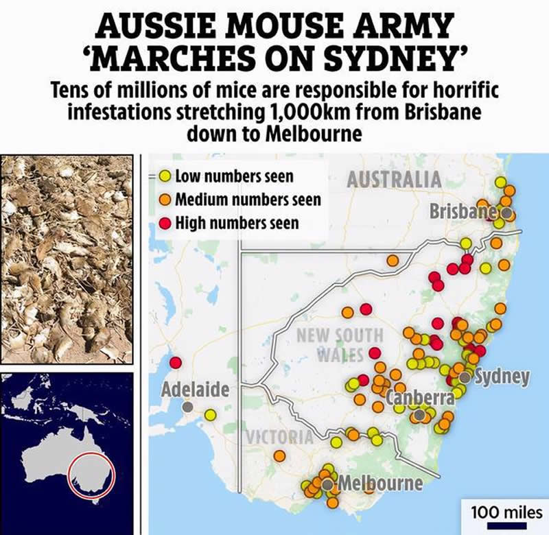 澳大利亞爆發鼠災，魚肚子裡都有老鼠殘骸，中國黃大仙可否一戰？-圖4