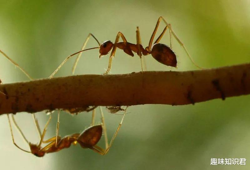  有趣的冷知识科普，快来看看你知道多少？