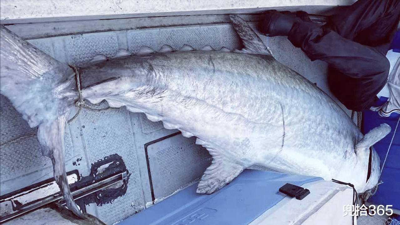 |父子俩驾快艇出海钓鱼，收获210斤重的“巨无霸”！卖了多少钱？