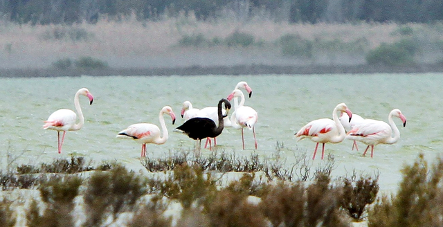 章鱼 你见过在海面悬浮的船吗？15张罕见趣图让人眼前一亮，一睹为快！