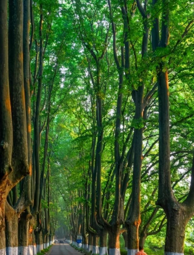 超嗨旅游玩法 山湖之间的神隐之路,被称为“南京最恐怖的路”,这里怪像频出