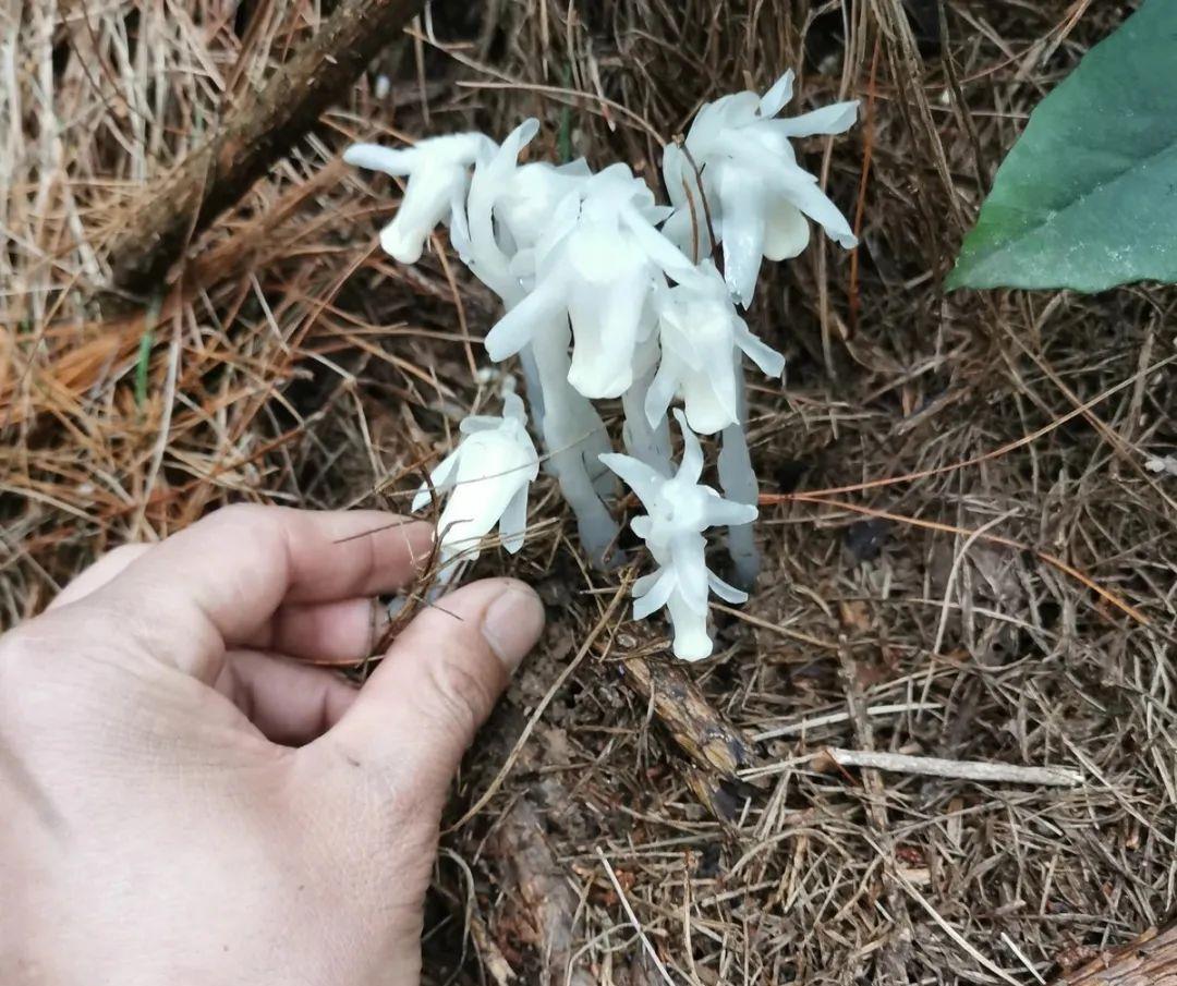 种上阳台|深山遇上罕有的“幽冥之花”，不能移栽它，唯有猛拍它！
