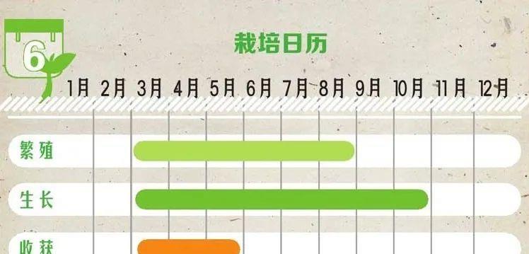 种上阳台|阳台上栽的那盆牛至，是邻家70岁“小姐姐”保持年轻的小秘方！