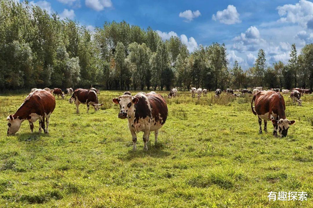 蟒蛇 先有牛吃蛇，后有蛇吃牛，吃得牛怀疑人生，为何有这种怪异行为?