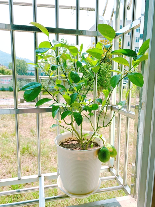 卧室养花“讲究大”，4种“漂亮花”对身体伤害大，尽早搬出去