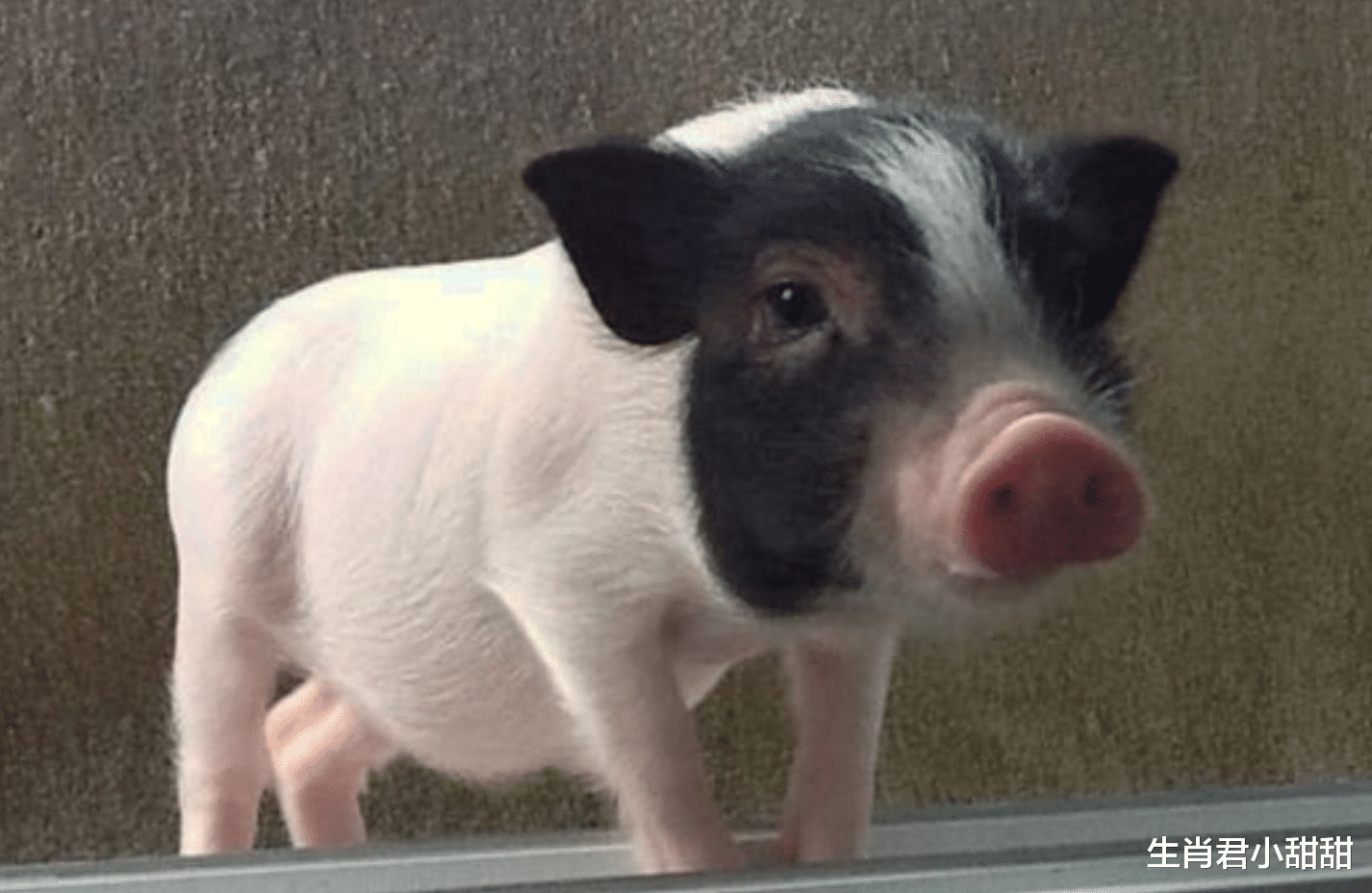 |职场处事雷厉风行，危机处理能力强的属猪人，是领导的左膀右臂