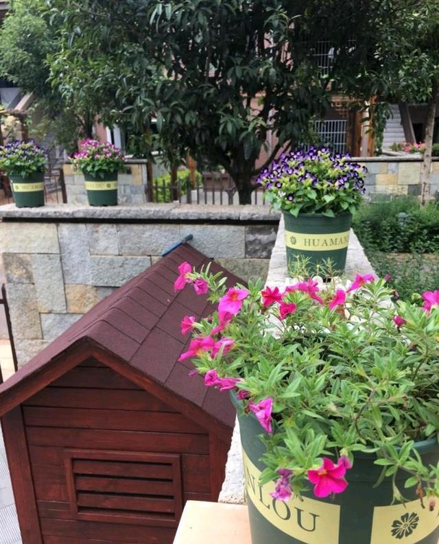 花两年时间装修好小别墅,占地600平花了200多万,院子我很喜欢