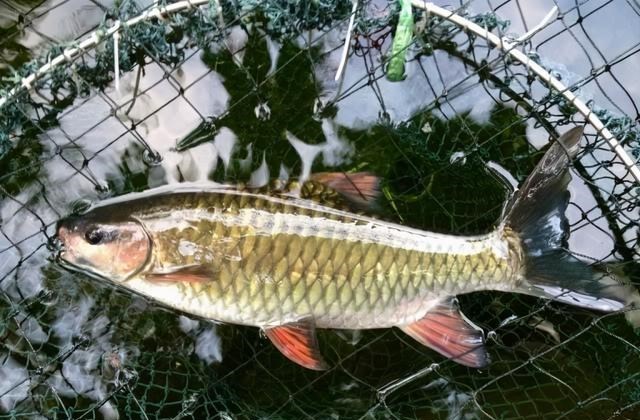 水库|军鱼？广西钓友水库钓起数条凶猛大鱼，红鳃红鳍，最大的近10斤