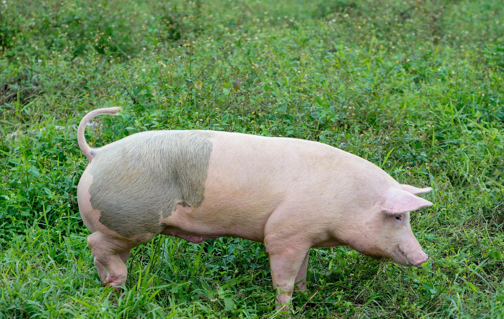 今日豬價：全國生豬價格下跌，最新的豬肉價格多少錢，哪裡最高？-圖6
