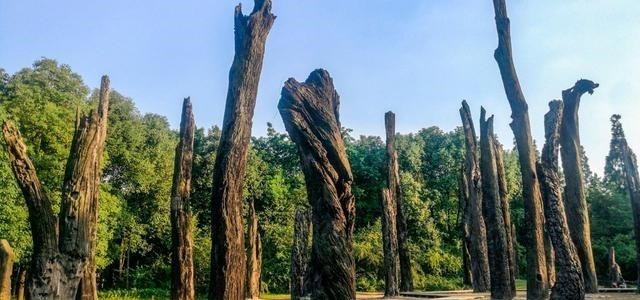 奶豆说育儿|10多米!广元羊木河疑似现千年乌木 乌木价值不菲,为何广元很多