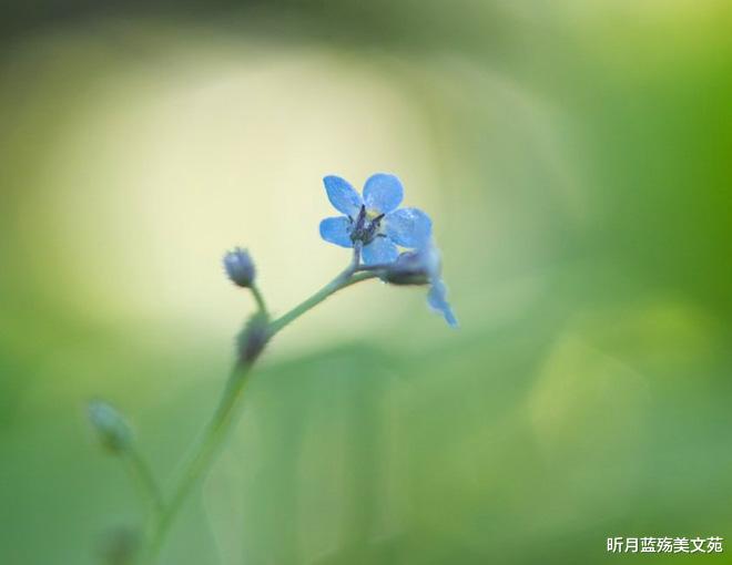 昕月蓝殇美文苑|遇见对的人，才知情深似海
