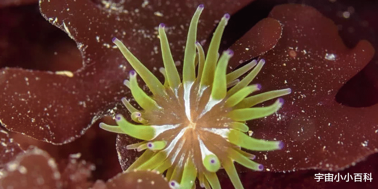 外星人 盘点可以进行光合作用获取能量的6种“神奇”动物！