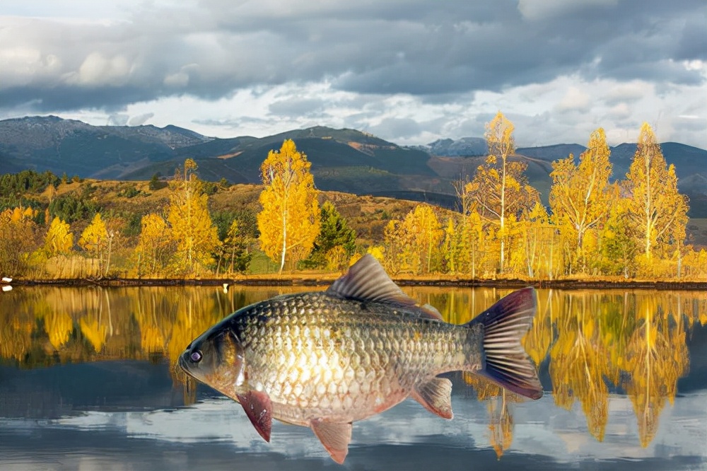 |初冬野钓鲫鱼，遇到这两种情况，就要果断改变上饵手法