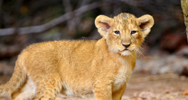 比人类压力还大的雄狮到底多悲惨？一生征战，打不动时死期就到了