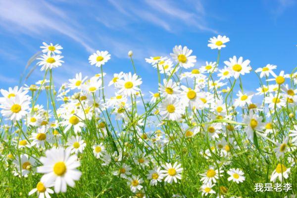 我是老李 12生肖中哪几个生肖在一起会幸福长久,福气旺,财运旺,越来越好