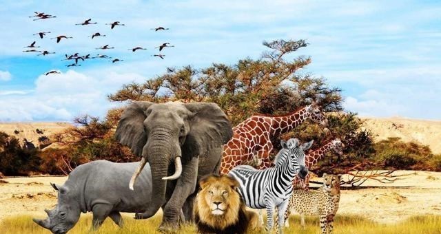 基因突变 人类为何失去了“丁丁骨”？这种进化属于退步，还是优势？