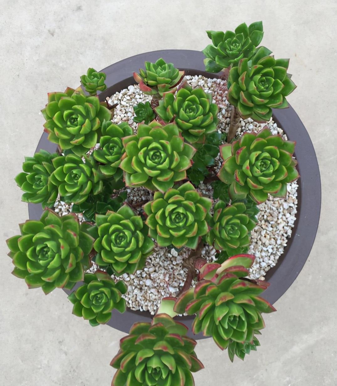 植萌|蒂亚多肉能不能红起来，就看这个秋天了