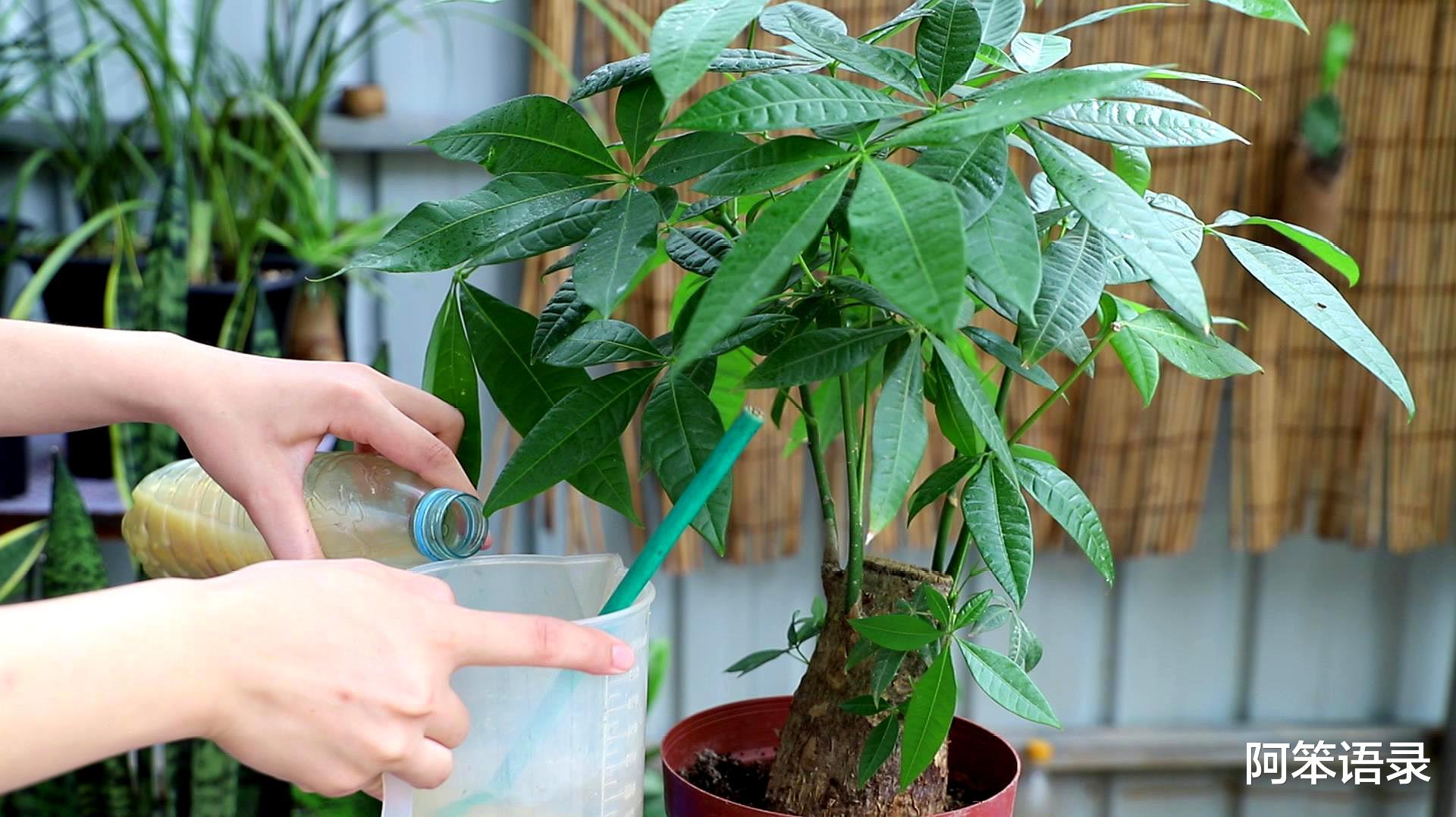 |客厅最旺宅的三种花，好看好养易打理，真的是省心又省力！