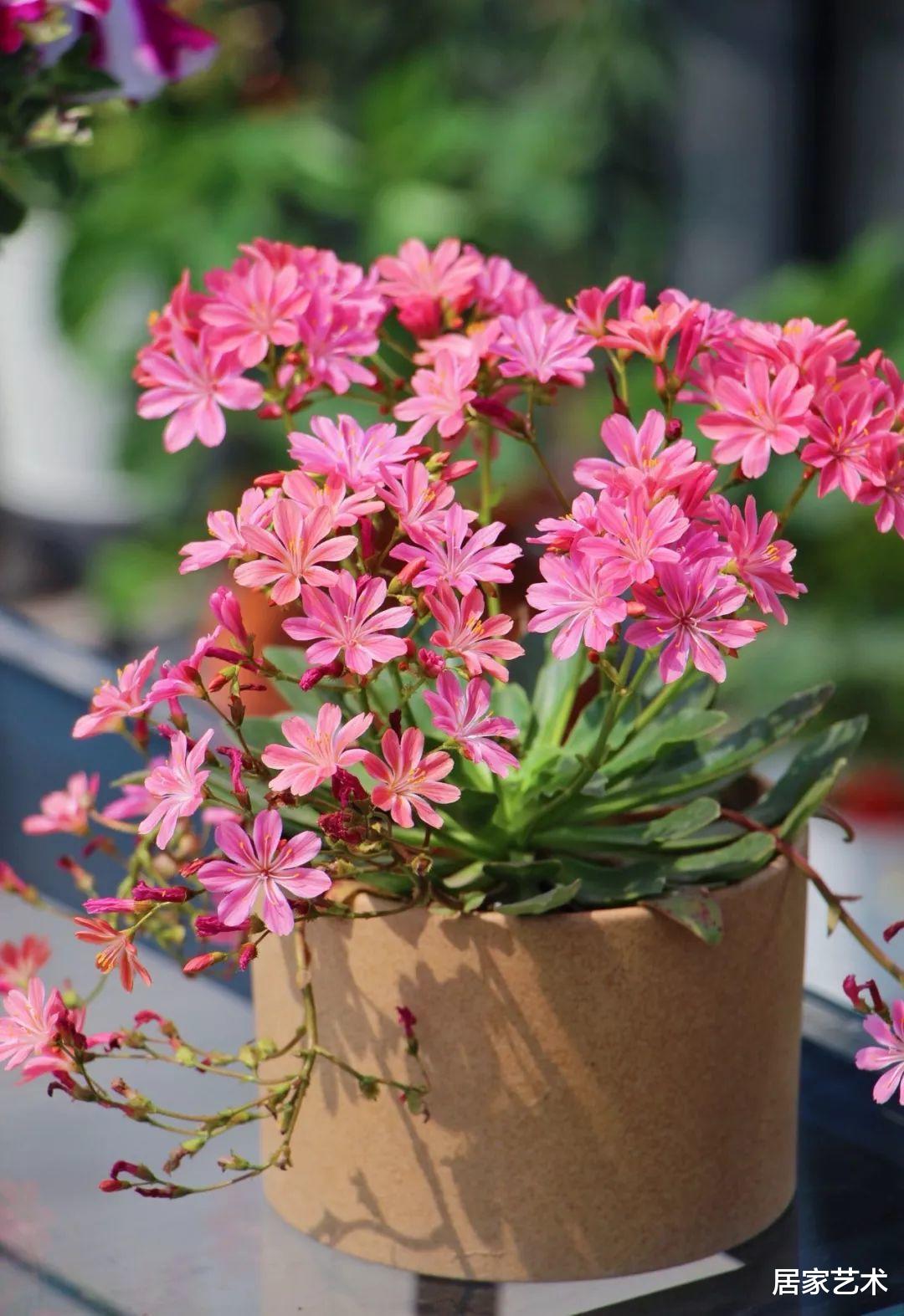 居家艺术|一款小众多肉，只要温度适合光照充足全年都开花！