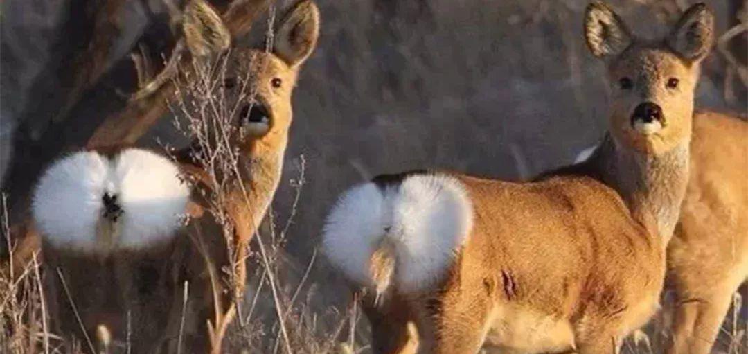 狍子 狍子为啥叫傻狍子？它白色心形的屁股有什么作用？