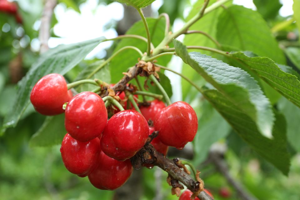 陕西蜗牛 铜川大樱桃成熟上市，快来体验采摘乐趣