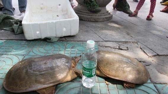 湖北|“罕见”河鳖！有人出价1000元，广东这位钓鱼人赚大了