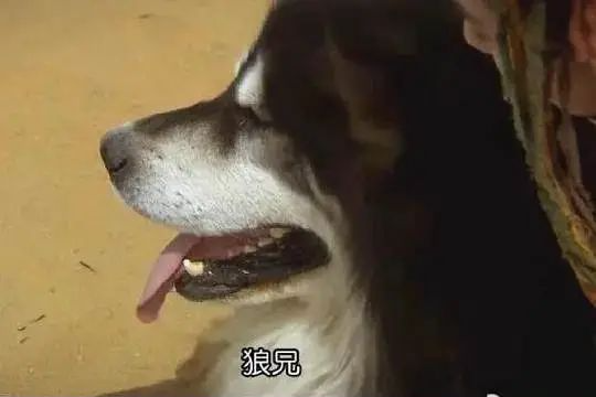 道具师|“假”到离谱，她活该被3亿人追着骂！