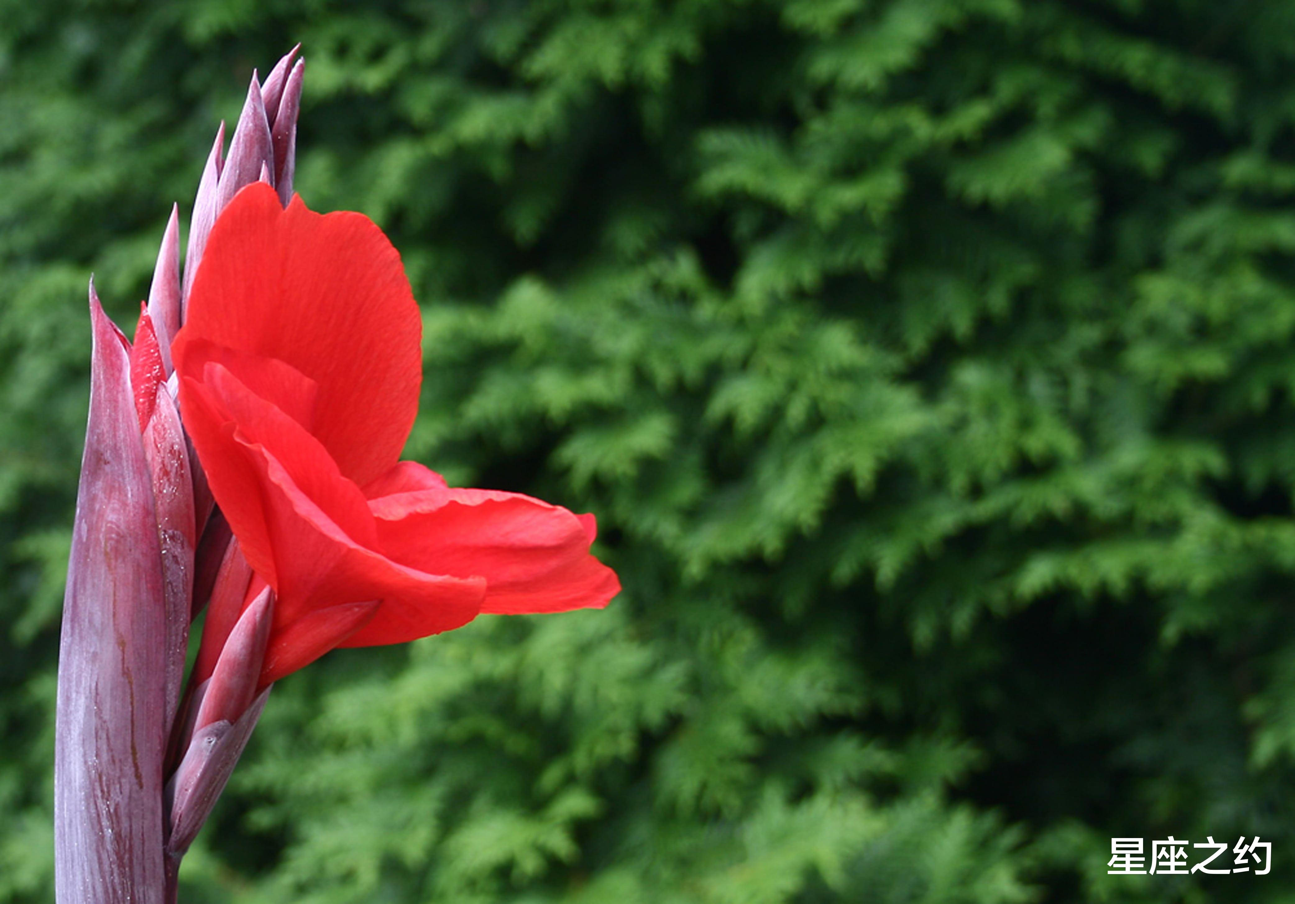 伪装者|2月5日星座运势：双子大胆尝试，狮子发挥潜力，水瓶全力以赴