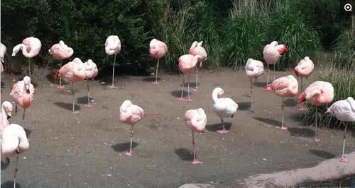 舜网 看一次笑一次,一只天鹅和一群火烈鸟在一起,结果天鹅学会了“伪装”