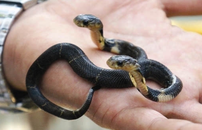 科学家 美国双头蛇同时吞下2只老鼠，它们共用一个身体，究竟谁说了算？