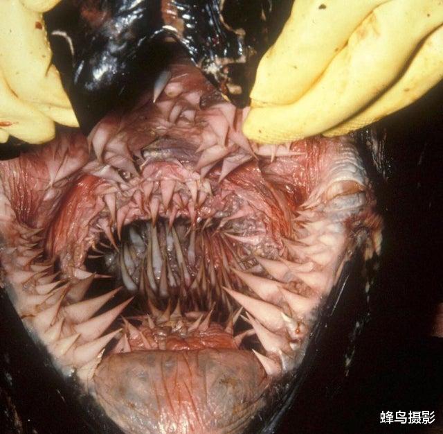 棱皮龟 30张活久未见的照片，咸水鳄嘴里叼着野猪，棱皮龟的嘴内好似异形